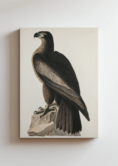 orzeł Audubon Birds of America vintage obraz na płótnie