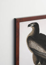 Plakat oprawiony w drewnianą brązową ramkę Vintage Italia: orzeł Audubon Birds of America vintage
