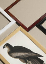 Widok z góry na cztery drewniane ramki, w jednej z nich oprawiony plakat orzeł Audubon Birds of America vintage