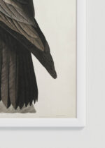 Zbliżenie na detale plakatu oprawionego w drewnianą białą ramkę od Plakatello®: orzeł Audubon Birds of America vintage