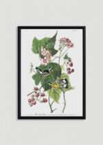 Plakat w drewnianej czarnej ramce: ptaki Audubon Black-throated Blue Warbler