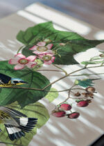 Zbliżenie na detale plakatu: ptaki Audubon Black-throated Blue Warbler