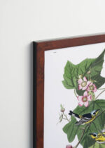 Plakat oprawiony w drewnianą brązową ramkę Vintage Italia: ptaki Audubon Black-throated Blue Warbler