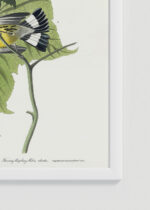 Zbliżenie na detale plakatu oprawionego w drewnianą białą ramkę od Plakatello®: ptaki Audubon Black-throated Blue Warbler