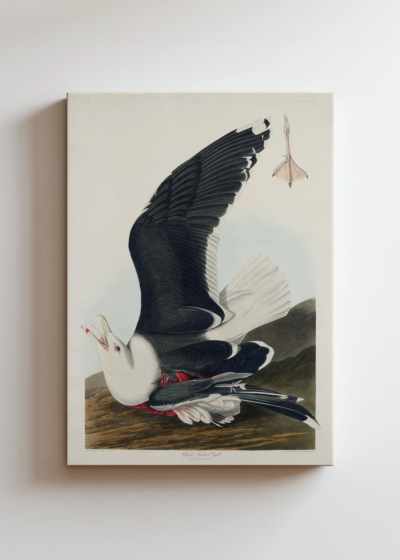 Mewa czarnogłowa John James Audubon vintage obraz na płótnie