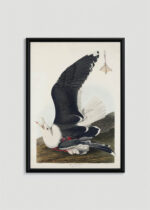 Plakat w drewnianej czarnej ramce: Mewa czarnogłowa John James Audubon vintage