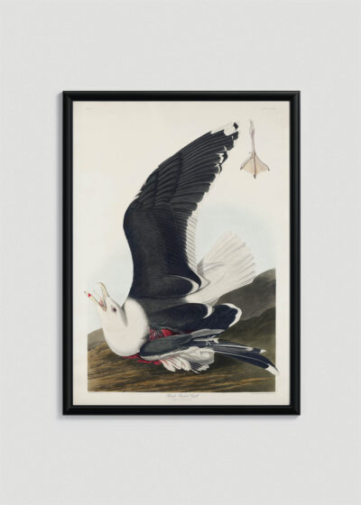 Plakat w drewnianej czarnej ramce: Mewa czarnogłowa John James Audubon vintage