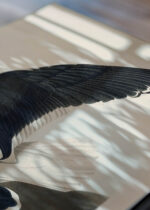 Zbliżenie na detale plakatu: Mewa czarnogłowa John James Audubon vintage