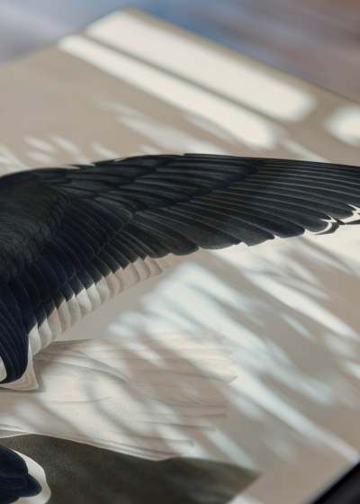 Zbliżenie na detale plakatu: Mewa czarnogłowa John James Audubon vintage