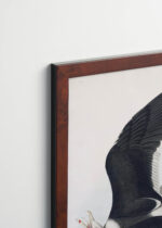 Plakat oprawiony w drewnianą brązową ramkę Vintage Italia: Mewa czarnogłowa John James Audubon vintage