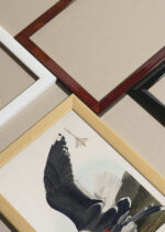 Widok z góry na cztery drewniane ramki, w jednej z nich oprawiony plakat Mewa czarnogłowa John James Audubon vintage