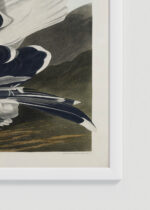 Zbliżenie na detale plakatu oprawionego w drewnianą białą ramkę od Plakatello®: Mewa czarnogłowa John James Audubon vintage