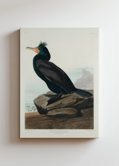 Kormoran czubaty John James Audubon ptaki obraz na płótnie