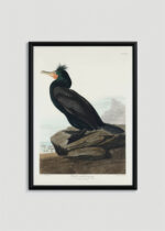 Plakat oprawiony w drewnianą brązową ramkę Vintage Italia: Kormoran czubaty John James Audubon ptaki