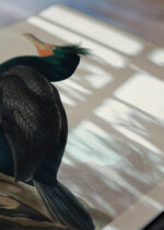 Widok z góry na cztery drewniane ramki, w jednej z nich oprawiony plakat Kormoran czubaty John James Audubon ptaki