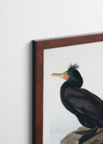 Aranżacja wnętrza, na ścianie wisi plakat w ramce: Kormoran czubaty John James Audubon ptaki