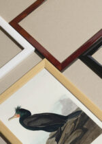 Zbliżenie na detale plakatu oprawionego w drewnianą białą ramkę od Plakatello®: Kormoran czubaty John James Audubon ptaki