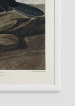 Zdjęcie produktu: Plakat Kormoran czubaty John James Audubon ptaki