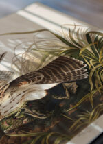 Zbliżenie na detale plakatu: Jastrząb polujący John James Audubon ptaki