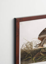 Plakat oprawiony w drewnianą brązową ramkę Vintage Italia: Jastrząb polujący John James Audubon ptaki