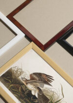 Widok z góry na cztery drewniane ramki, w jednej z nich oprawiony plakat Jastrząb polujący John James Audubon ptaki