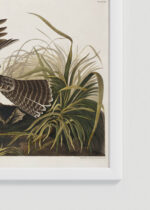 Zbliżenie na detale plakatu oprawionego w drewnianą białą ramkę od Plakatello®: Jastrząb polujący John James Audubon ptaki