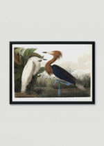 Plakat w drewnianej czarnej ramce: Czaple John James Audubon Birds of America