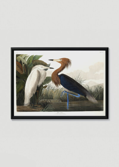 Plakat w drewnianej czarnej ramce: Czaple John James Audubon Birds of America
