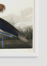 Zbliżenie na detale plakatu oprawionego w drewnianą białą ramkę od Plakatello®: Czaple John James Audubon Birds of America