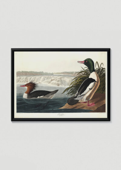 Plakat w drewnianej czarnej ramce: nurogęsi Birds of America John James Audubon