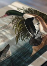 Zbliżenie na detale plakatu: nurogęsi Birds of America John James Audubon