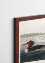 Plakat oprawiony w drewnianą brązową ramkę Vintage Italia: nurogęsi Birds of America John James Audubon