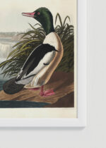 Zbliżenie na detale plakatu oprawionego w drewnianą białą ramkę od Plakatello®: nurogęsi Birds of America John James Audubon