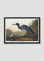 Plakat w drewnianej czarnej ramce: Czapla błękitna John James Audubon vintage