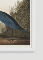 Zbliżenie na detale plakatu oprawionego w drewnianą białą ramkę od Plakatello®: Czapla błękitna John James Audubon vintage