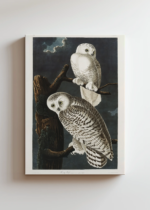 Sowy śnieżne John James Audubon Birds of America obraz na płótnie