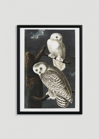 Plakat w drewnianej czarnej ramce: Sowy śnieżne John James Audubon Birds of America