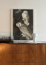 Sowy śnieżne John James Audubon Birds of America obraz na płótnie