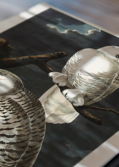 Zbliżenie na detale plakatu: Sowy śnieżne John James Audubon Birds of America