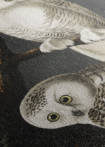 Sowy śnieżne John James Audubon Birds of America obraz na płótnie