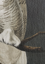 Sowy śnieżne John James Audubon Birds of America obraz na płótnie