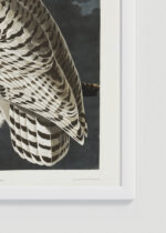 Zbliżenie na detale plakatu oprawionego w drewnianą białą ramkę od Plakatello®: Sowy śnieżne John James Audubon Birds of America