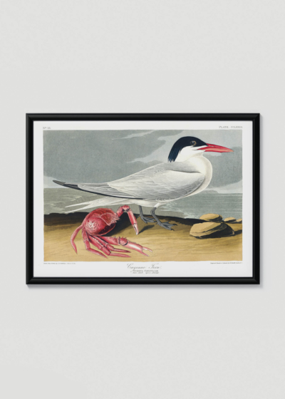 Plakat w drewnianej czarnej ramce: Ryska kaspijska John James Audubon ptaki morskie