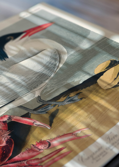 Zbliżenie na detale plakatu: Ryska kaspijska John James Audubon ptaki morskie