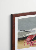 Plakat oprawiony w drewnianą brązową ramkę Vintage Italia: Ryska kaspijska John James Audubon ptaki morskie