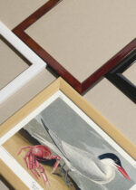 Widok z góry na cztery drewniane ramki, w jednej z nich oprawiony plakat Ryska kaspijska John James Audubon ptaki morskie