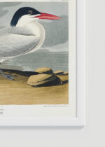 Zbliżenie na detale plakatu oprawionego w drewnianą białą ramkę od Plakatello®: Ryska kaspijska John James Audubon ptaki morskie
