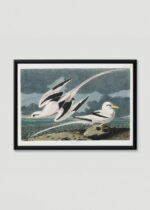 Plakat w drewnianej czarnej ramce: Tropikalne ptaki morskie John James Audubon