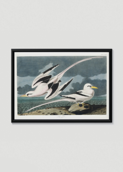 Plakat w drewnianej czarnej ramce: Tropikalne ptaki morskie John James Audubon