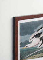 Plakat oprawiony w drewnianą brązową ramkę Vintage Italia: Tropikalne ptaki morskie John James Audubon